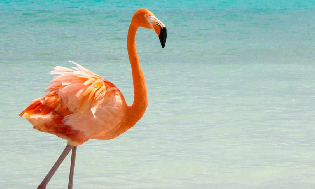 ARUBA AGOSTO/SEPTIEMBRE DESDE BUENOS AIRES: EN CUOTAS CON ALL INCLUSIVE