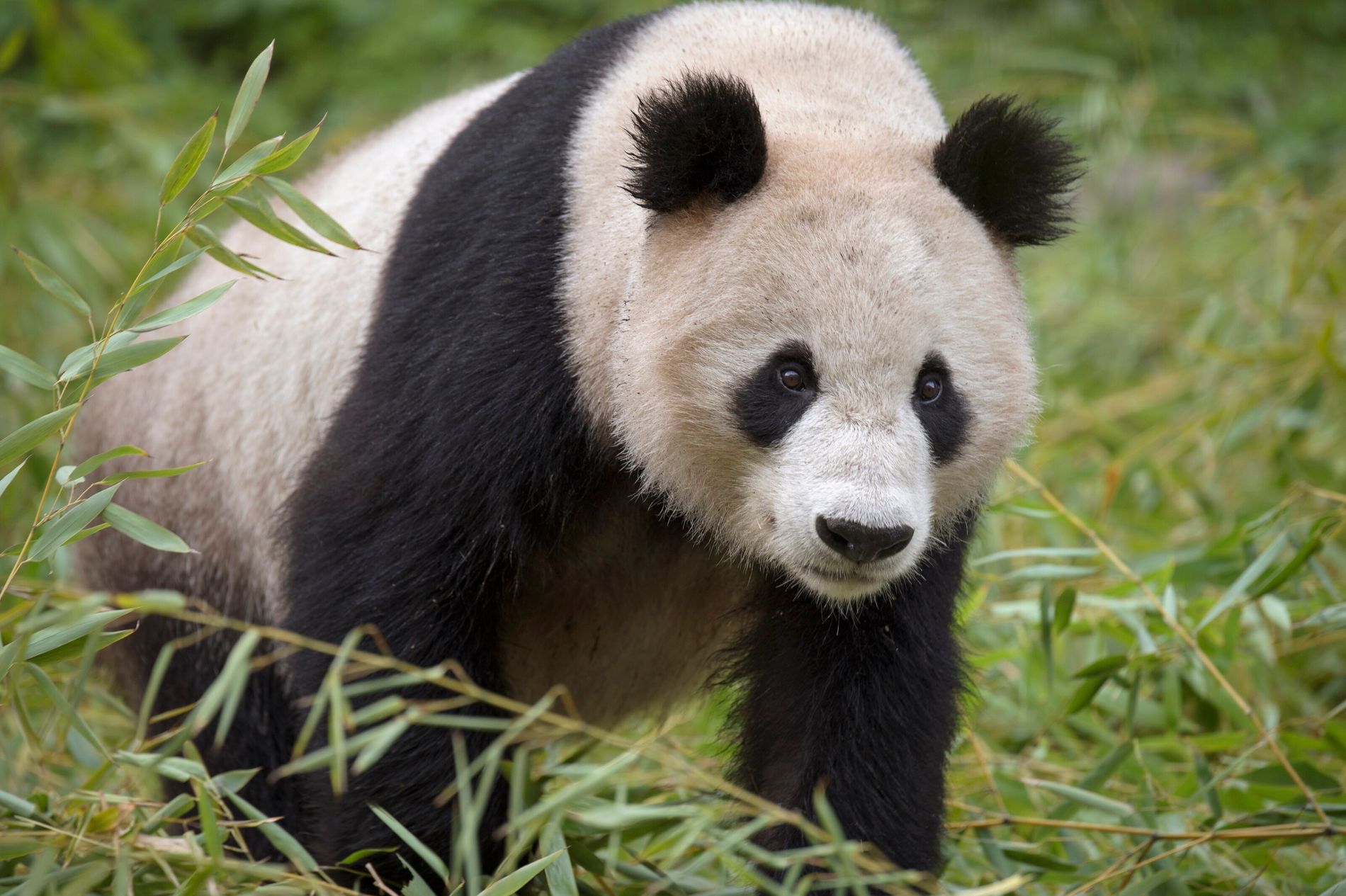 SALIDA GRUPAL ACOMPAÑADA A CHINA